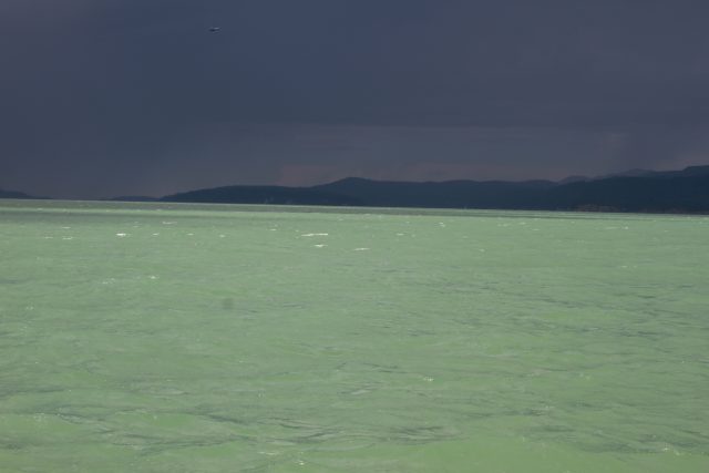 Howe Sound green algae bloom, August 2016